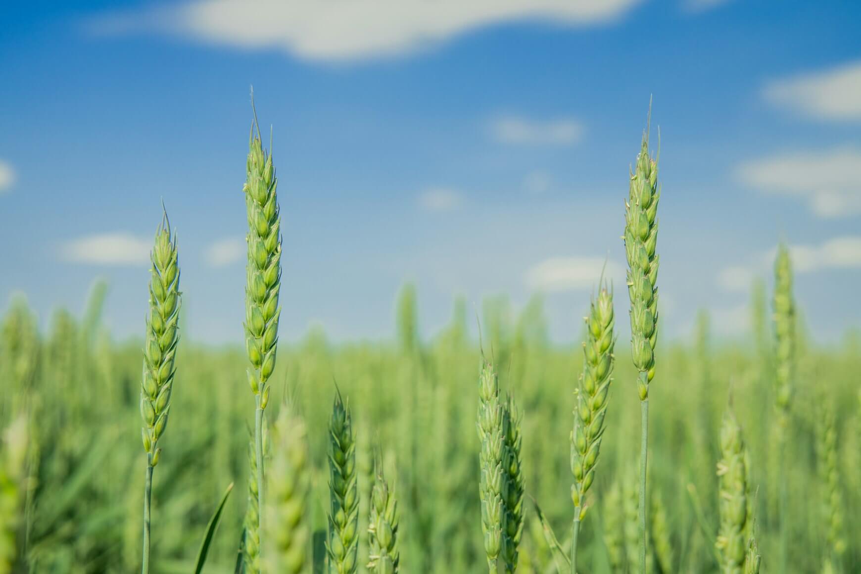 Kviečių varpų artimasis planas